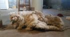 Photos Show Cat's Amazing Transformation After Rescue Story Went Viral