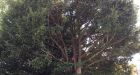 Body found looming over suburbs in tree had lain undiscovered for weeks: German police