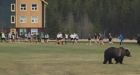 Real grizzly disrupts Banff Bears rugby practice
