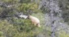 'Everyone was amazed': Alberta hikers snap rare white-phase black bear