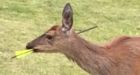 Pregnant Vancouver Island deer shot in the head with crossbow