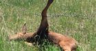 'You're a moose whisperer': Sask. woman lauded for freeing calf from fence