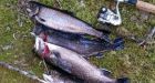 Trout gobbling up mice along Nova Scotia rivers
