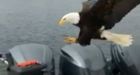 Video shows eagle stealing filet o' fish off B.C. boat