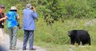 'It scares me': Banff tourists seek up-close bear photos despite warnings