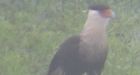 'Extremely rare' bird shows its face in New Brunswick