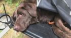 Volunteers rescue dog stranded on B.C. mountain for 4 days