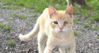 153 dead cats, 4 dead dogs found in Niagara area home, rescue group says