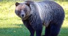 Bear 148 moved from Bow Valley to remote area north of Jasper