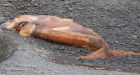 'Unprecedented:' Another right whale carcass washes up on Newfoundland shore