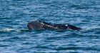 'Happiest news possible' as humpback in B.C. slips free of fishing gear