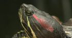 Abandoned pets, vanishing habitat threaten native turtles