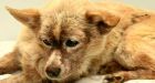 'You're not dying on my watch': Vet clinic saves dog with 100,000 fleas