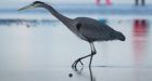 Alberta Energy Regulator charges Syncrude in deaths of 31 great blue herons