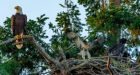 Sidney B.C. neighbours to throw bash for hawklet raised by eagles