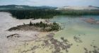 Future of Fraser River's 2nd largest sockeye population unclear 3 years after mining disaster