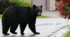 Black bear complaints in B.C. nearly double from previous year