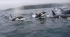 Orcas attack porpoise in Trinity Bay