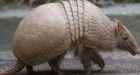 Texas man shoots armadillo, bullet ricochets back into his face