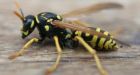 Thunder Bay resident torches house while trying to get rid of wasp's nest