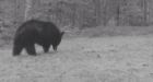Bold bear encounter 'very rare' says horseback rider