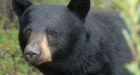 Curious bear gets up close and personal with vacationer at Sask. cabin