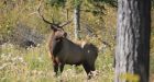 B.C. wildfires a silver lining for some wildlife