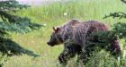 B.C. to end grizzly bear trophy hunting  after this year's hunt