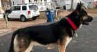Virginia family's dog attacks intruder while they were out