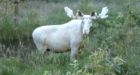 'Out of a fairytale': Rare white moose captured on camera in Sweden