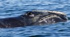 Deadly summer puts endangered right whales at risk