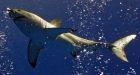 Second great white shark detected off Nova Scotia in apparent hunt for seals