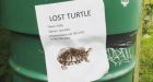 Have you seen Fluffy' Family looking for missing pet turtle in St. John's