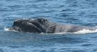 Ottawa to order ships to give right whales a 100-metre buffer zone in Gulf