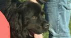 N.S. dog has new shot at life thanks to furry donor friend