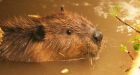 Residents in B.C. ask Parks Canada to consider other options, not kill beavers