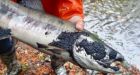 Swarms of leeches on spawning salmon worry Quadra Island residents