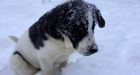 White or green Christmas' Weather shapes up for yuletide holiday