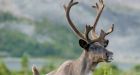 'Sitting on our hands is not an option': Alberta releases another draft plan to save threatened caribou