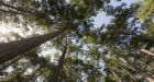 Crushed wood is stronger than steel