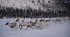 What the swift collapse of some Labrador caribou can tell us about endangered species