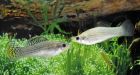 All-female fish species shows sex is overrated