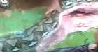 Seven-metre-long python swallows Indonesian woman