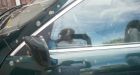 It wasn't poo: Transport Canada says feces didn't fall onto B.C. people, cars