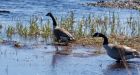 Lightning strike may have killed 50 Canada geese outside of Montreal