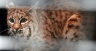 Woman strangles bobcat to death in front yard in Georgia