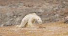 National Geographic admits there was no evidence polar bear in video was dying due to climate change