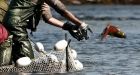 Fraser River is now so warm it may kill migrating sockeye salmon