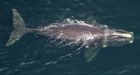 North Atlantic right whale disentangled 1 week after being spotted