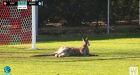 Kangaroos Dying of Cold and Hunger in Australias Capital